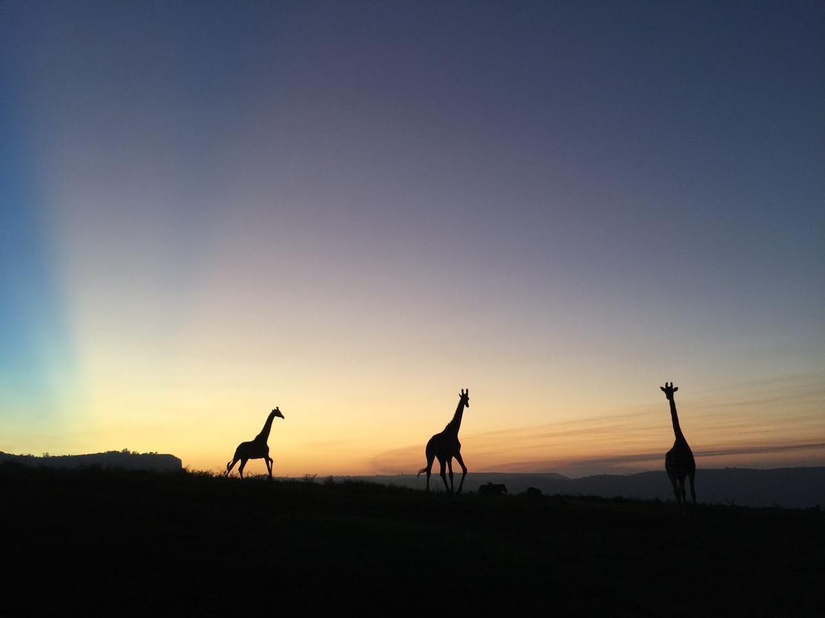 Phezulu Safari Park Villa Botha's Hill Buitenkant foto