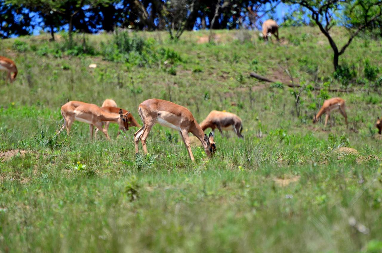 Phezulu Safari Park Villa Botha's Hill Buitenkant foto